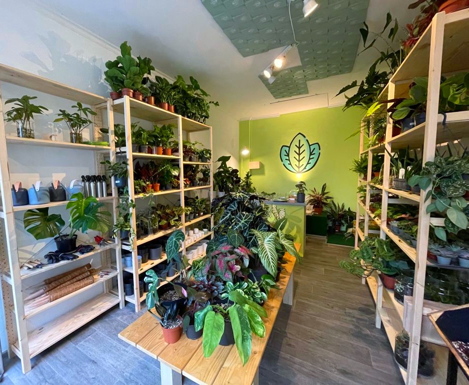 plant jojo SNOHO JOJO – Oasis Flower Farm main image 0